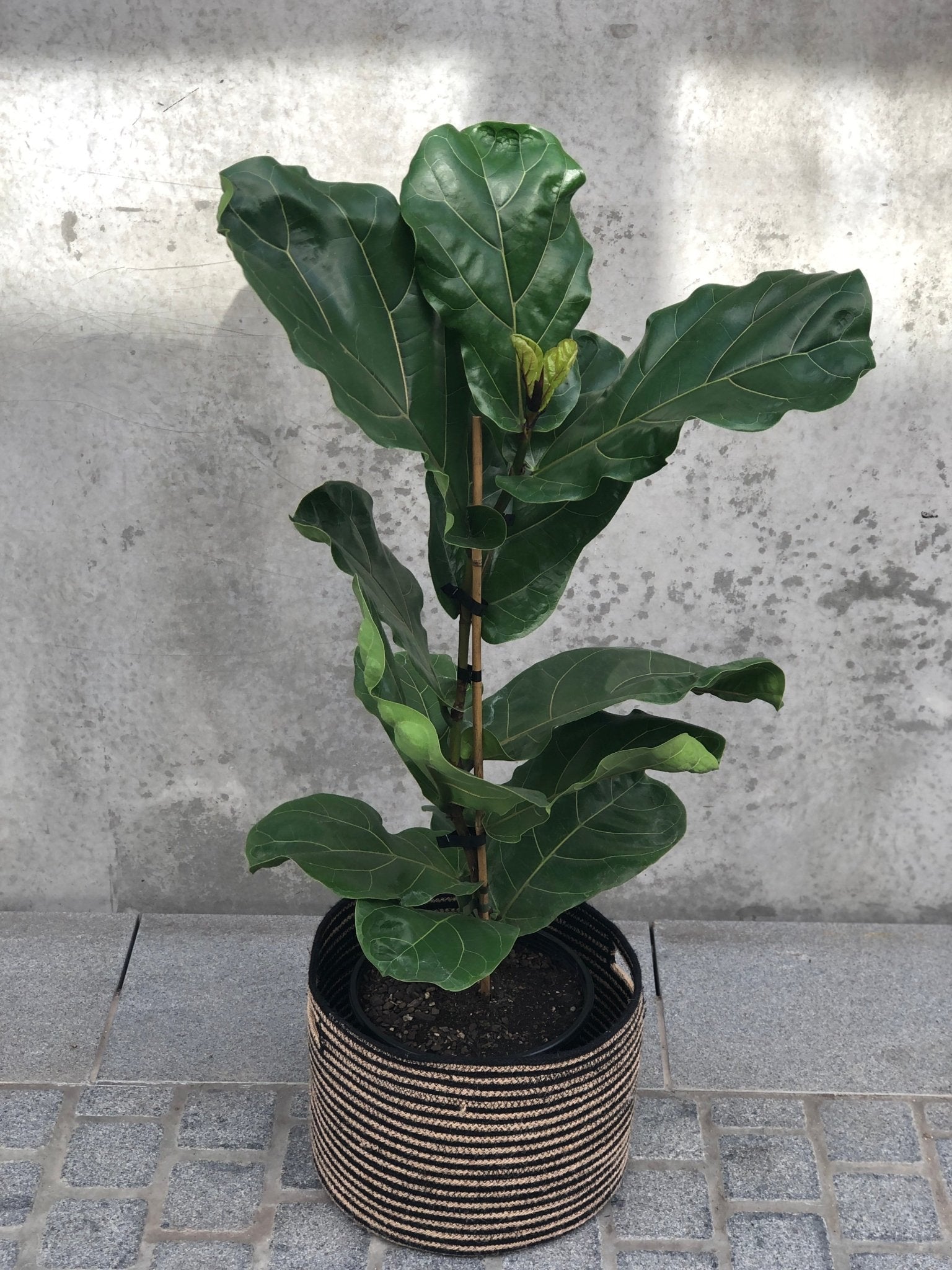 Ficus lyrata 'Fiddle Leaf Fig' - The Green Room Flower Company