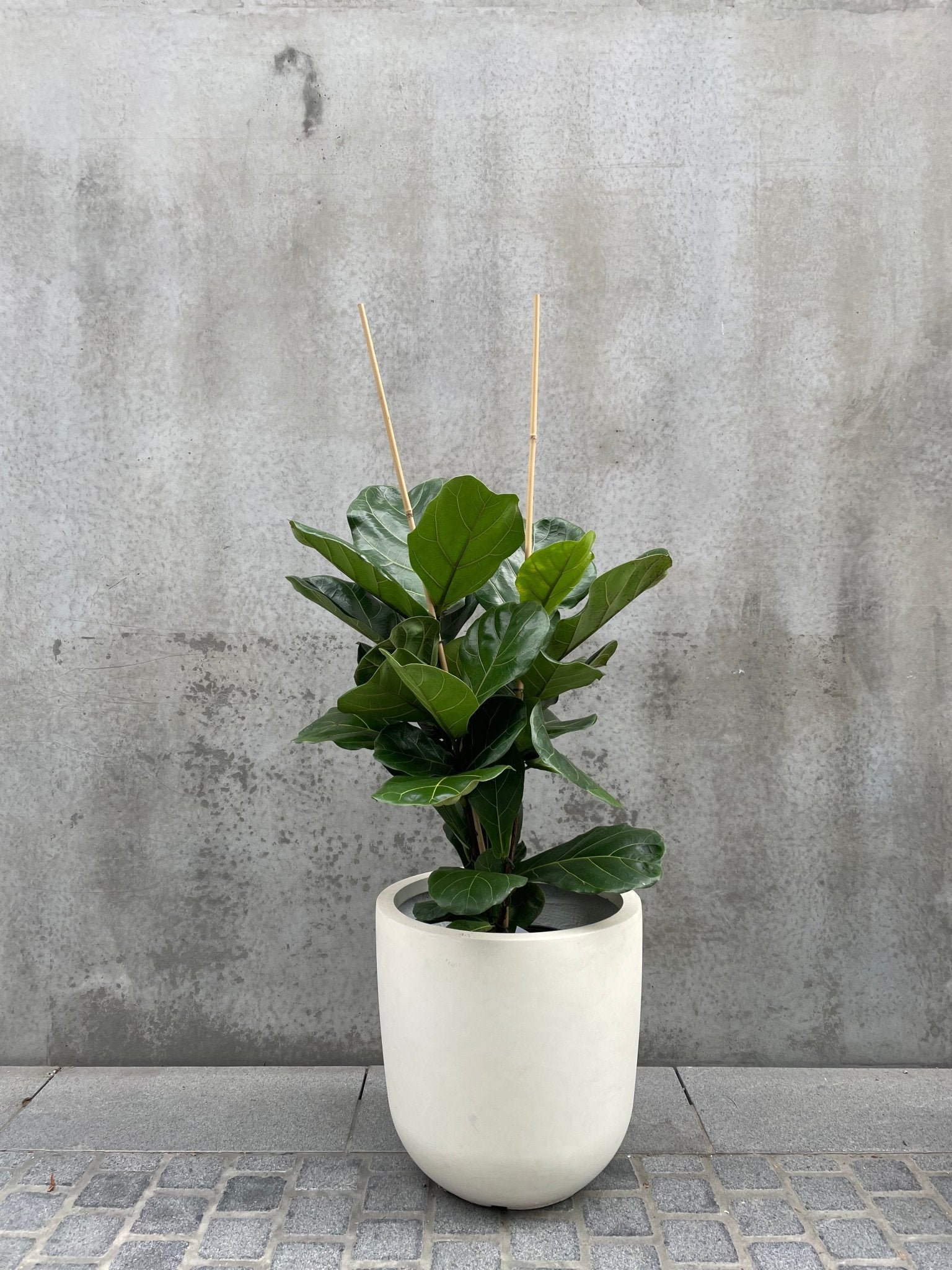 Ficus lyrata 'Fiddle Leaf Fig' - The Green Room Flower Company