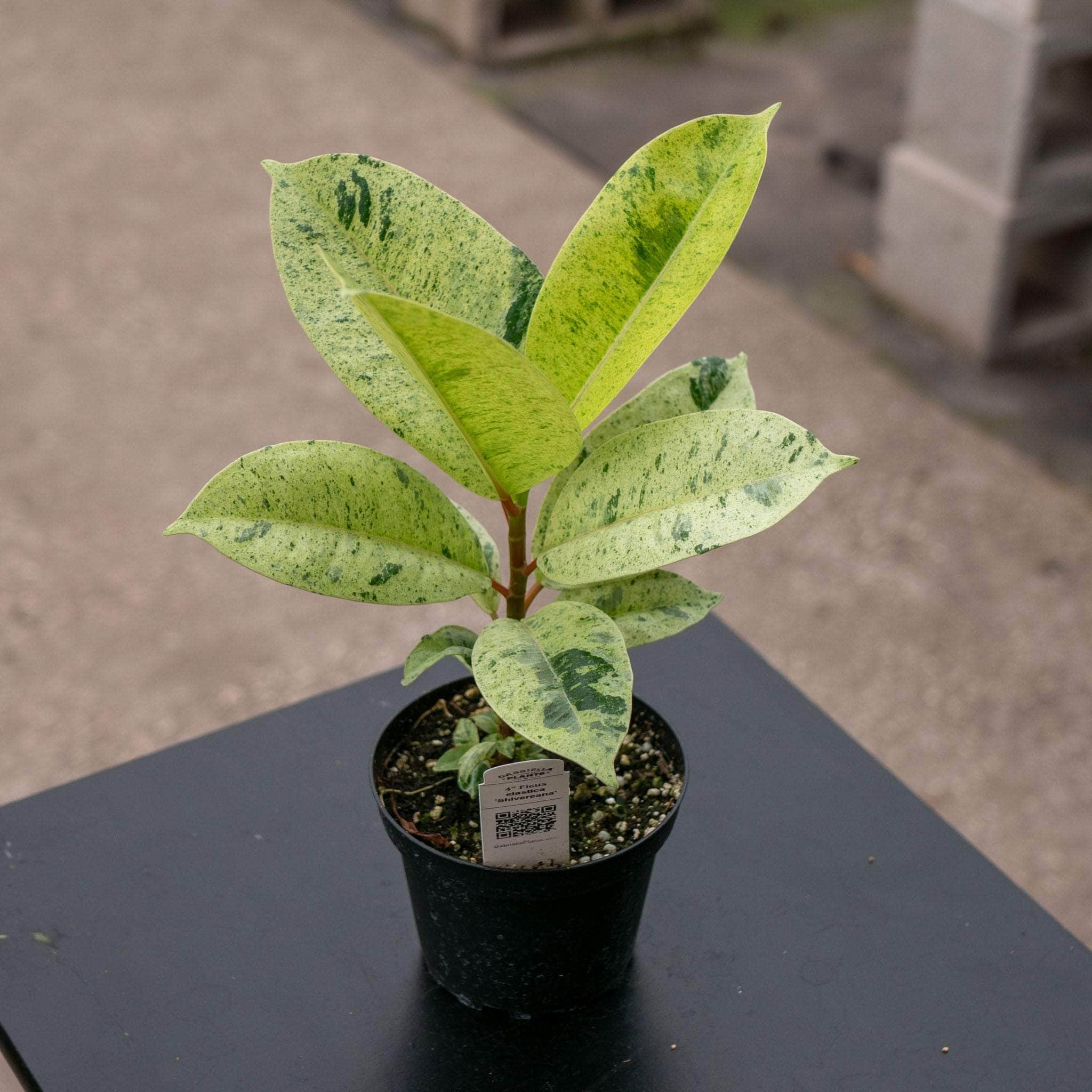 Ficus Shivereana - The Green Room Flower Company