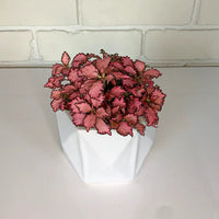 Fittonia verschaffeltii (pink) - The Green Room Flower Company