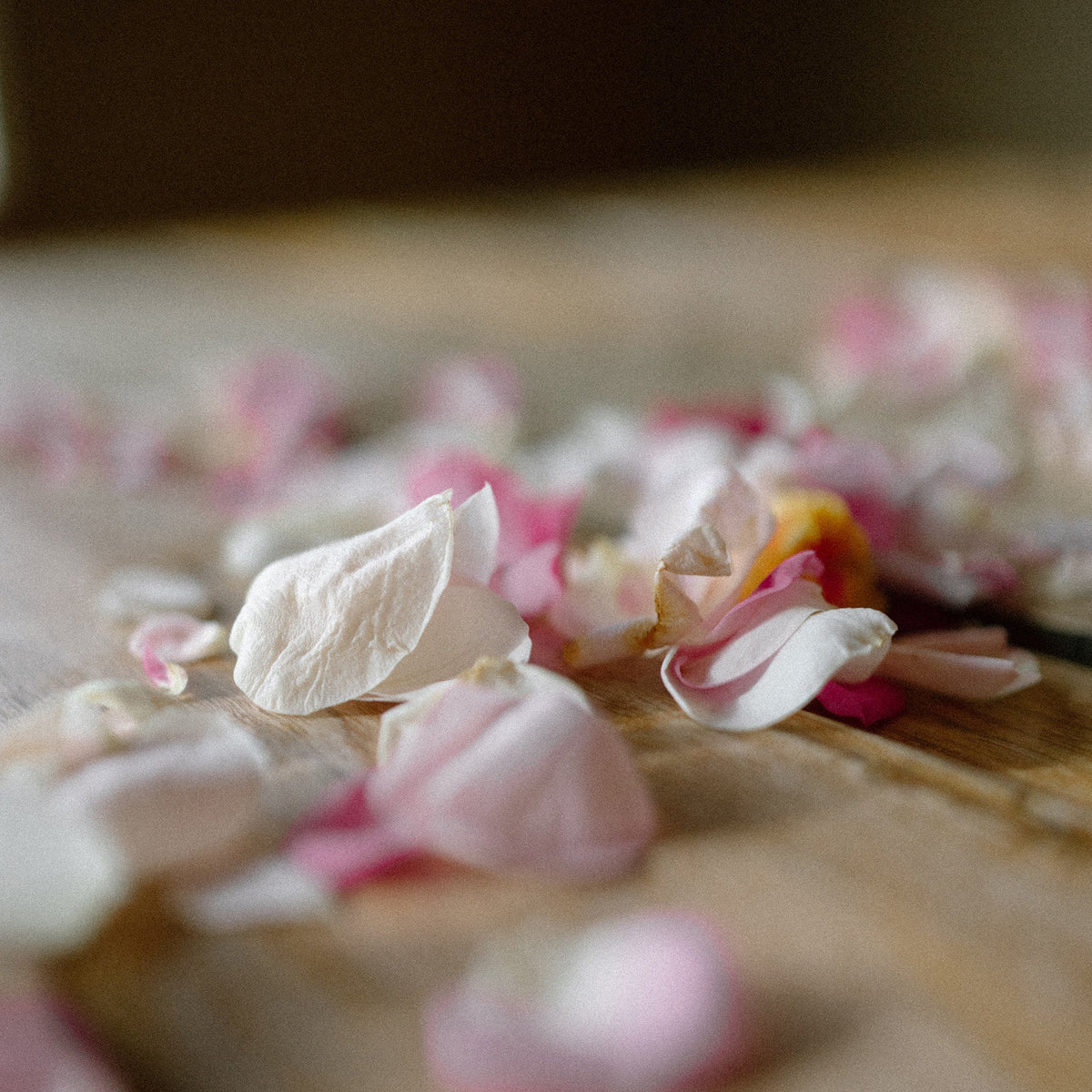 Flower Petals - The Green Room Flower Company