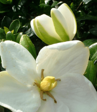 Gardenia White Flowers - The Green Room Flower Company