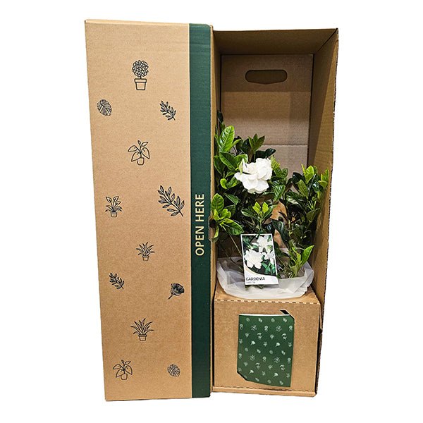 Gardenia White Flowers - The Green Room Flower Company