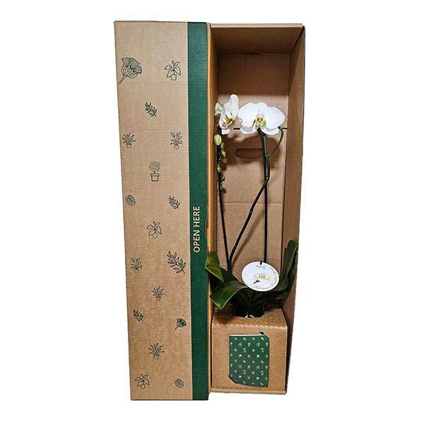 Grandiflora Orchid - The Green Room Flower Company