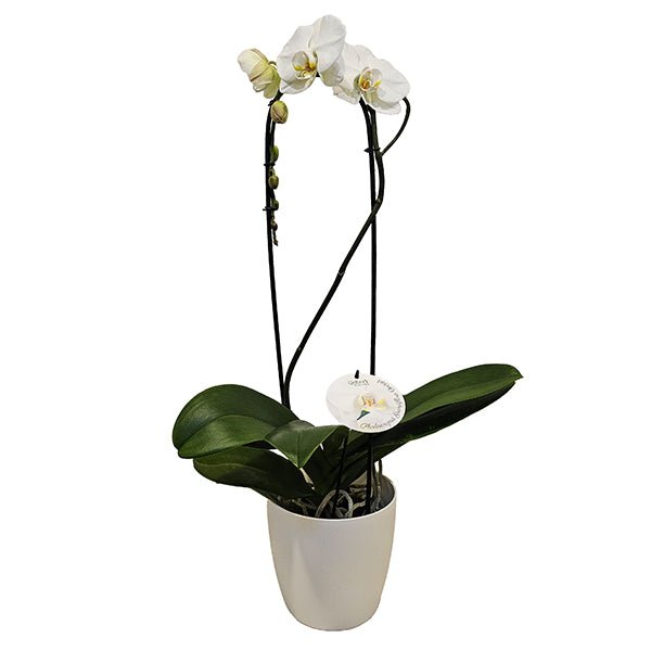Grandiflora Orchid - The Green Room Flower Company