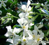 Jasmine White Flowers - The Green Room Flower Company