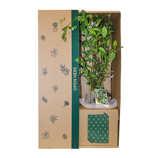 Jasmine White Flowers - The Green Room Flower Company