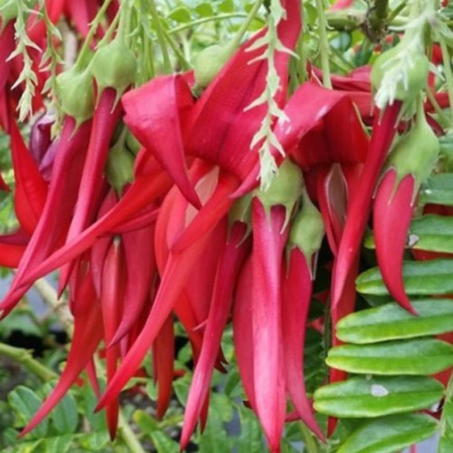 Kaka Beak - The Green Room Flower Company