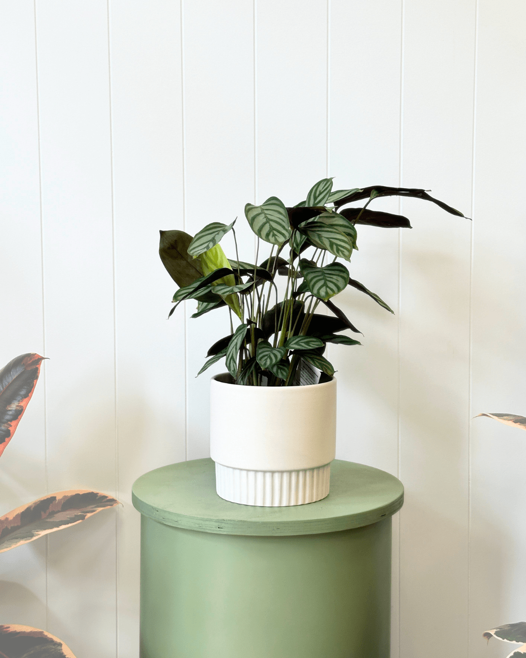 Klara White Ceramic Pot - The Green Room Flower Company