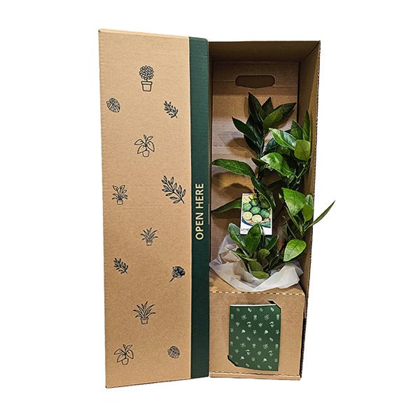 Lime Tree - The Green Room Flower Company