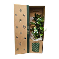 Lime Tree - The Green Room Flower Company