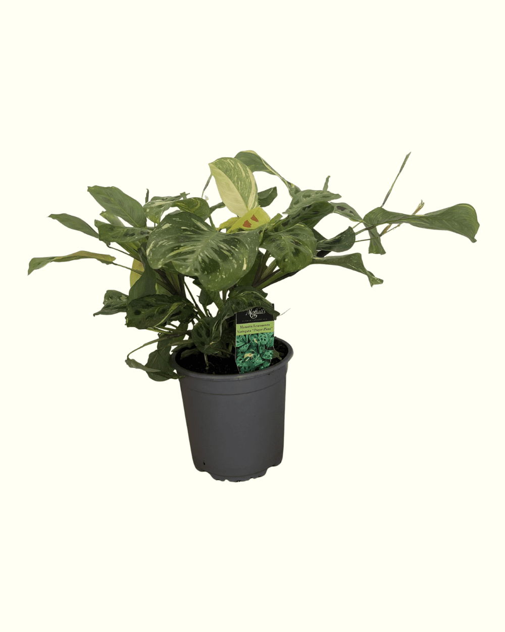 Maranta Leuconeura Variegated - The Green Room Flower Company