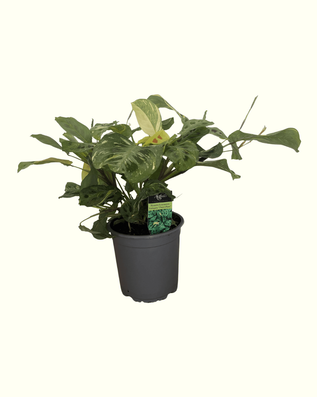 Maranta Leuconeura Variegated - The Green Room Flower Company