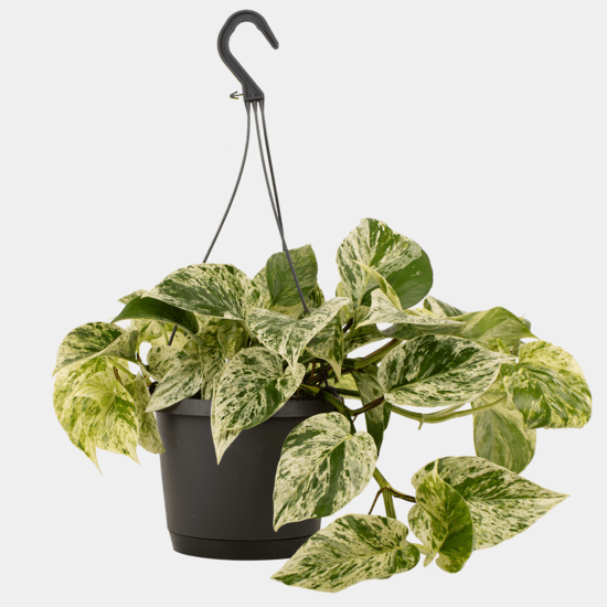 Marble Queen (Epipremnum aureum) - The Green Room Flower Company