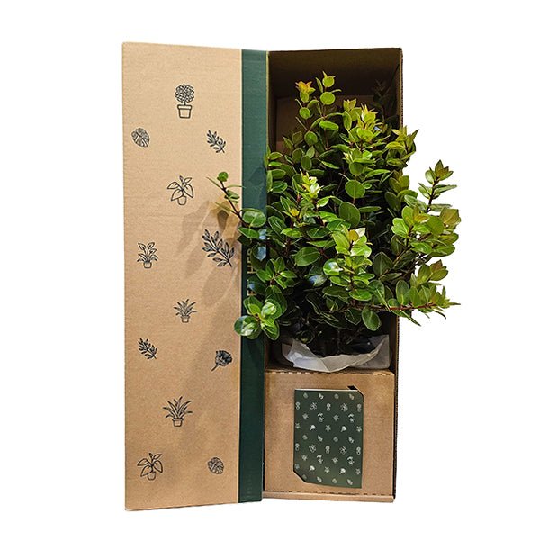 Metrosideros Vibrant Orange/Red Flowers - The Green Room Flower Company