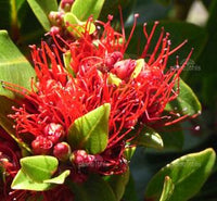 Metrosideros Vibrant Orange/Red Flowers - The Green Room Flower Company