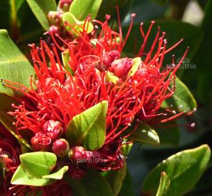 Metrosideros Vibrant Orange/Red Flowers - The Green Room Flower Company
