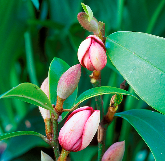 Michelia Port Wine - The Green Room Flower Company