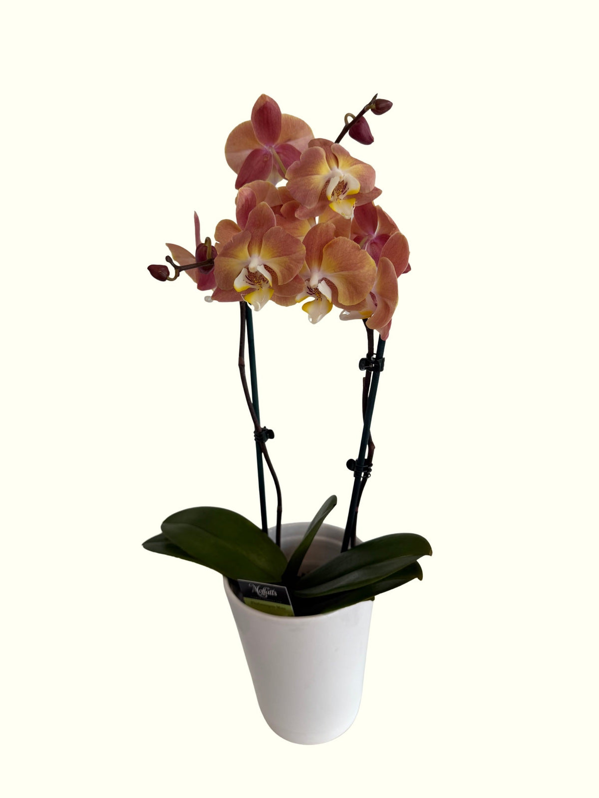 Mini Phalaenopsis Orchid - Unpotted - The Green Room Flower Company