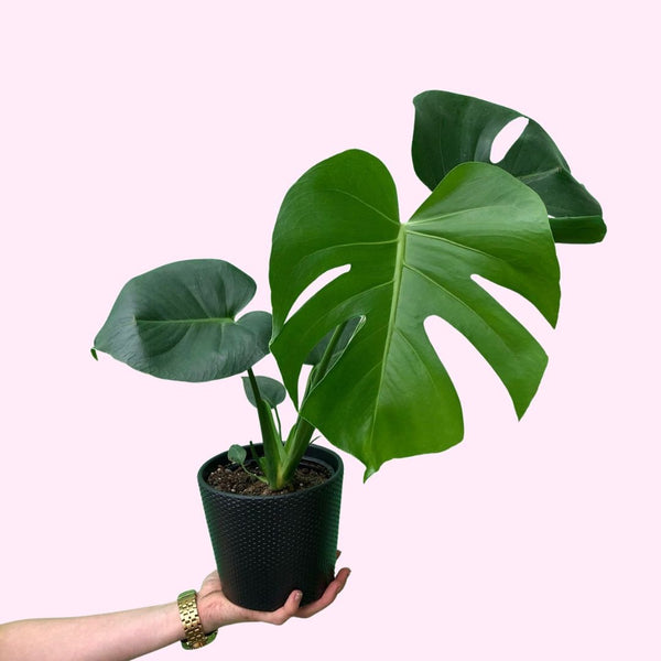 fruit salad plant monstera deliciosa Monstera deliciosa 'Fruit salad plant'