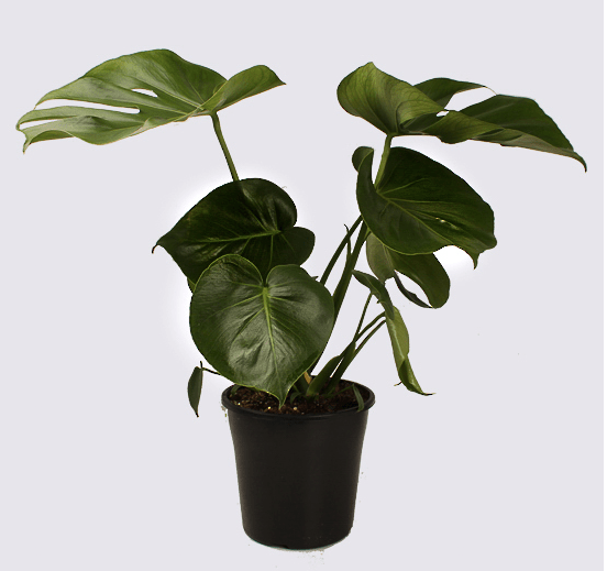 Monstera deliciosa 'Fruit salad plant' - The Green Room Flower Company