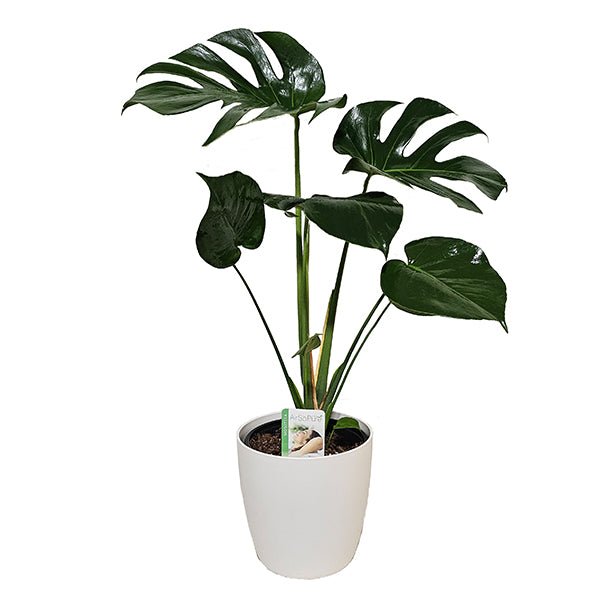 Monstera Delicoisa - The Green Room Flower Company