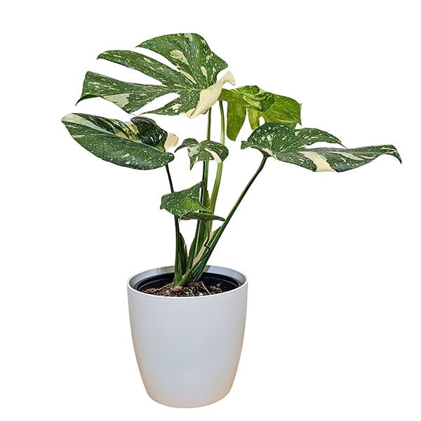 Monstera Thai Constellation - The Green Room Flower Company