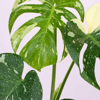 Monstera Thai Constellation - The Green Room Flower Company
