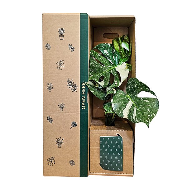 Monstera Thai Constellation - The Green Room Flower Company