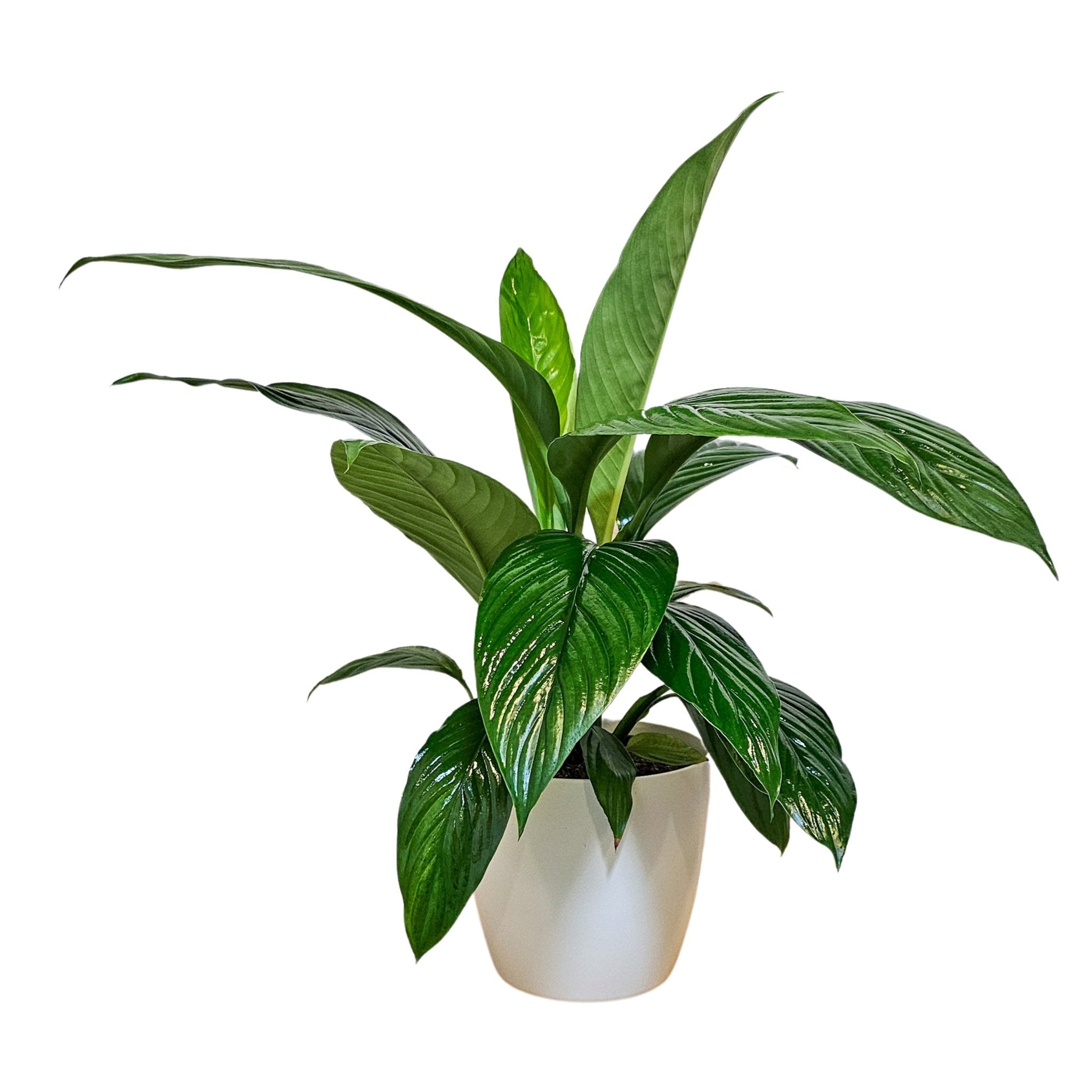 Peace Lily Foliage - The Green Room Flower Company