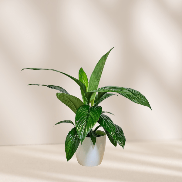 Peace Lily Foliage - The Green Room Flower Company