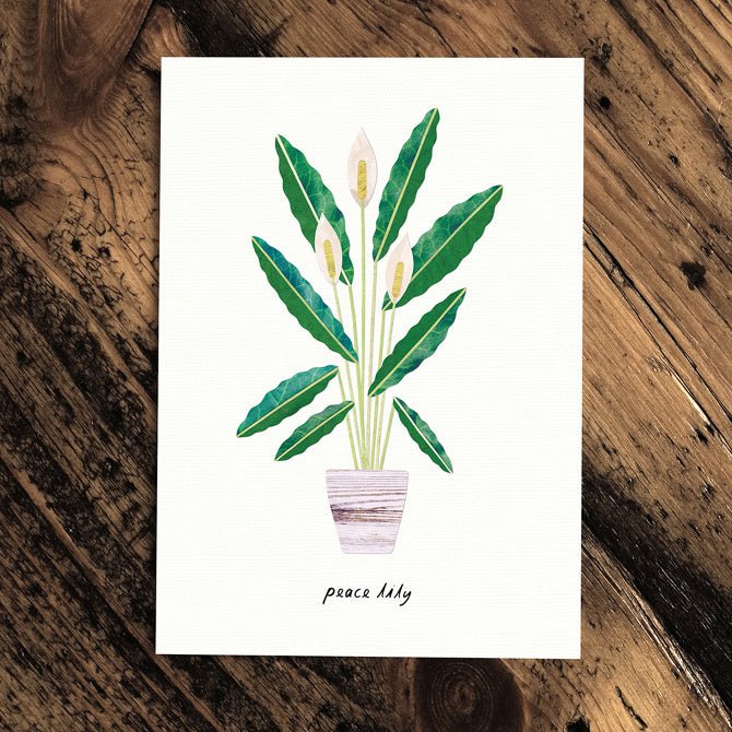 Peace Lily - Greeting Plant - The Green Room Flower Company