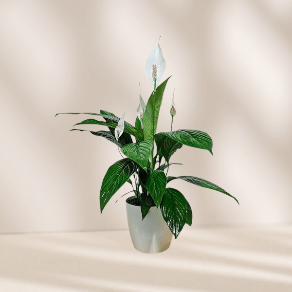 Peace Lily White Flowers - The Green Room Flower Company