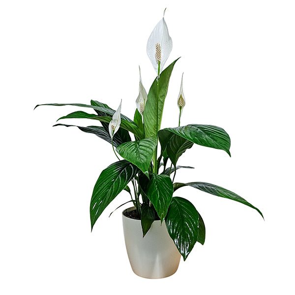 Peace Lily White Flowers - The Green Room Flower Company