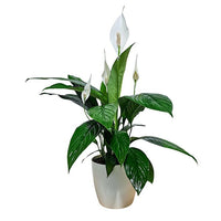 Peace Lily White Flowers - The Green Room Flower Company