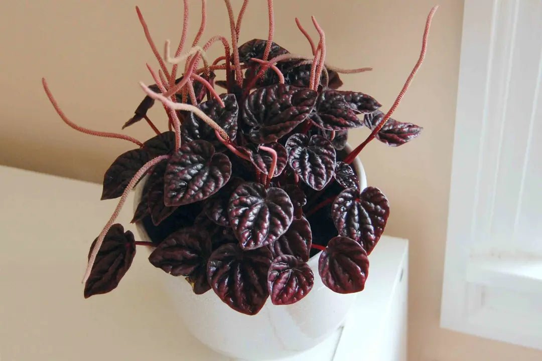 Peperomia Caperata Red - The Green Room Flower Company