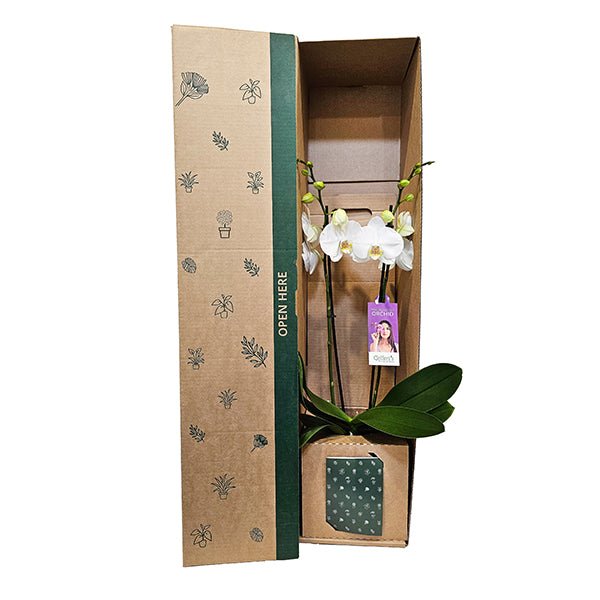 Phalaenopsis Orchid - The Green Room Flower Company