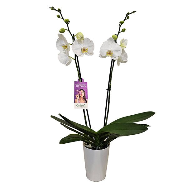Phalaenopsis Orchid - The Green Room Flower Company