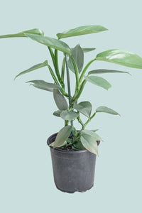 Philodendron hastatum 'Silver Sword' - The Green Room Flower Company