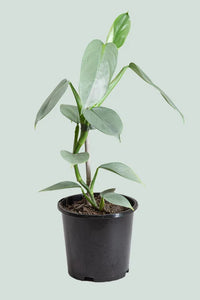Philodendron hastatum 'Silver Sword' - The Green Room Flower Company