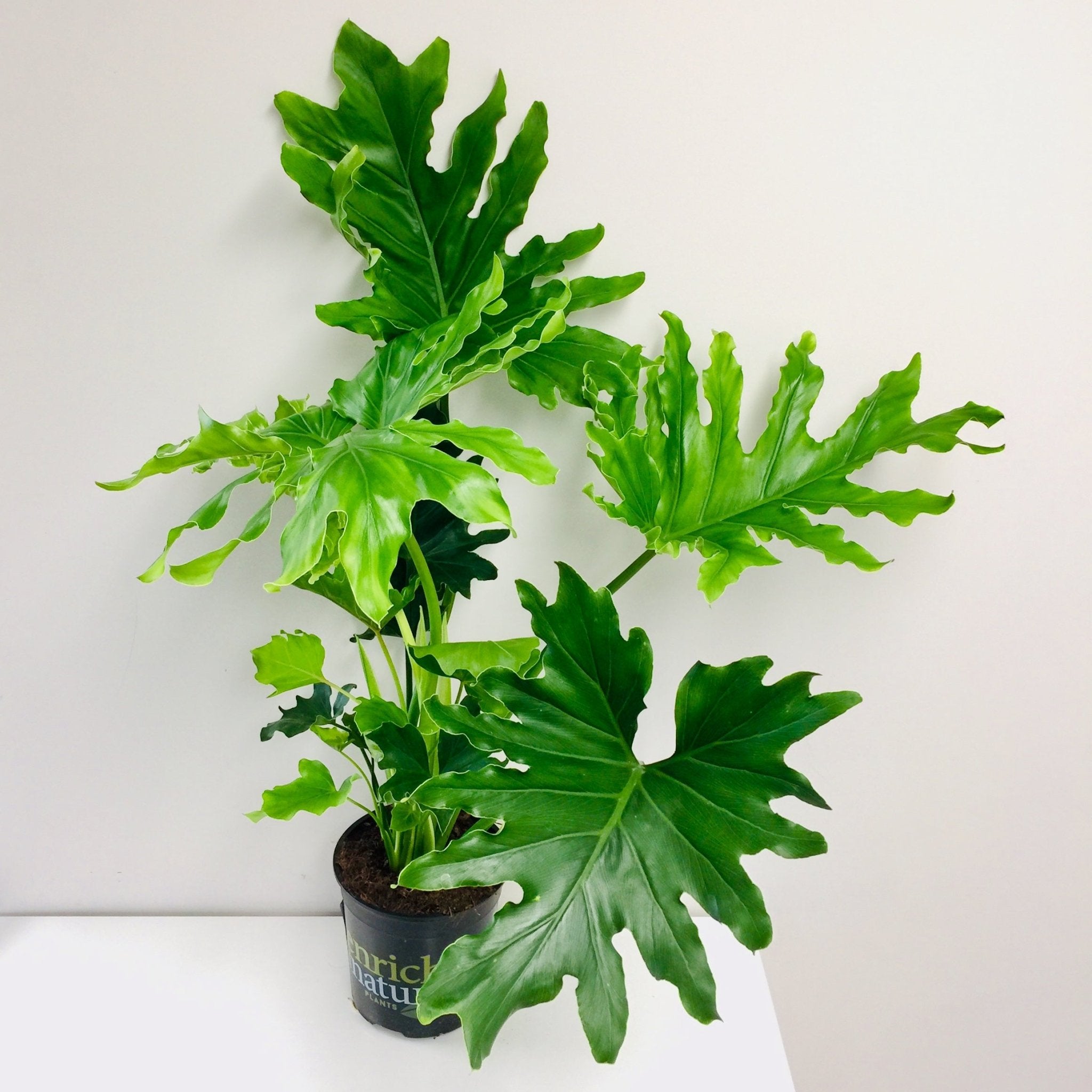 Philodendron Hope - The Green Room Flower Company