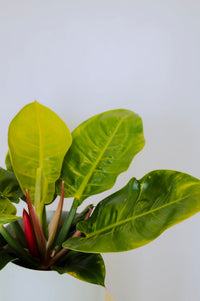 Philodendron Imperial golden - The Green Room Flower Company