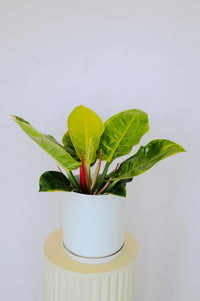 Philodendron Imperial golden - The Green Room Flower Company