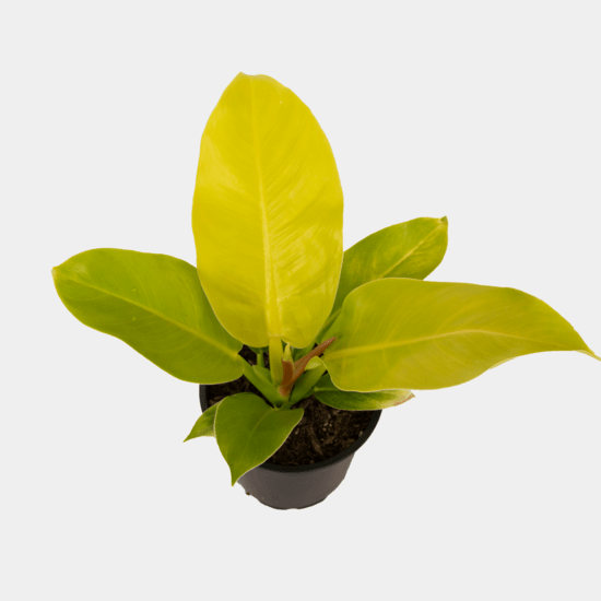 Philodendron Moonlight - The Green Room Flower Company