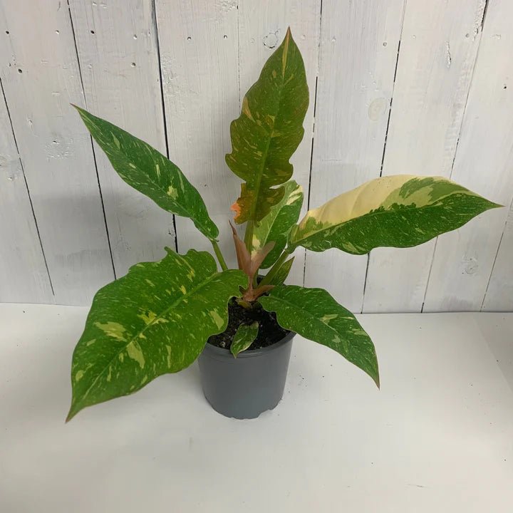 Philodendron 'Ring of Fire' - The Green Room Flower Company