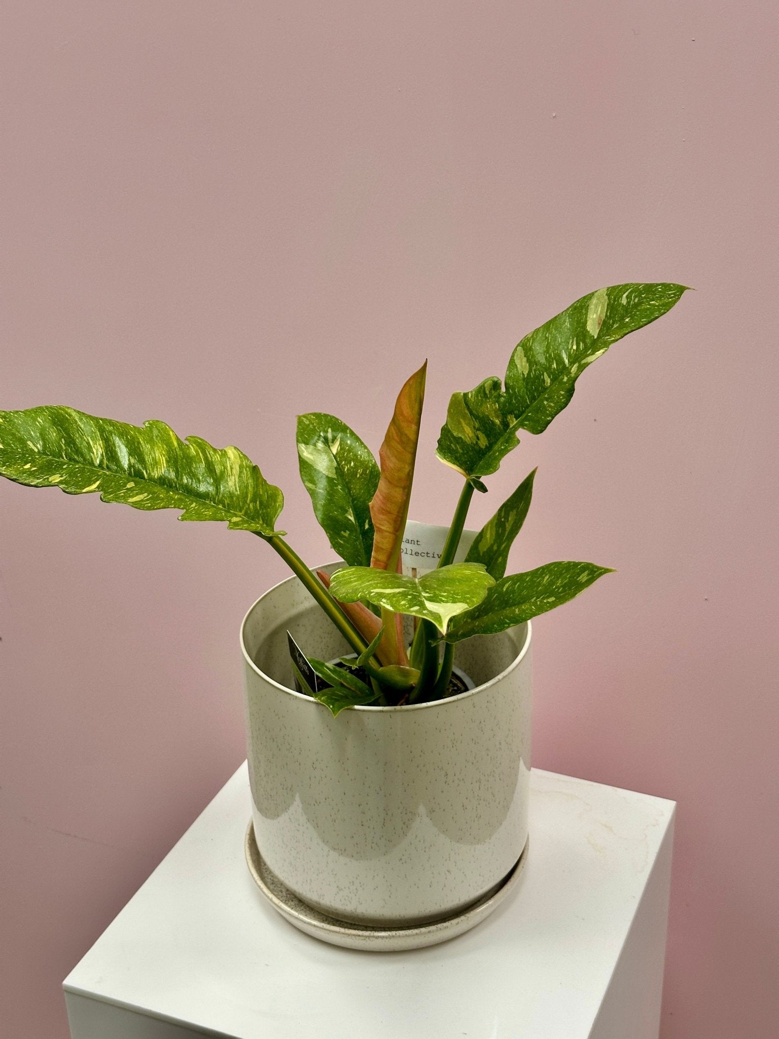 Philodendron 'Ring of Fire' - The Green Room Flower Company