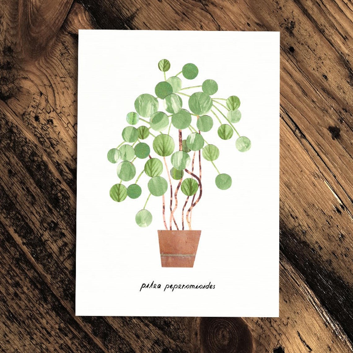 Pilea Peperomioides - Greeting Card - The Green Room Flower Company