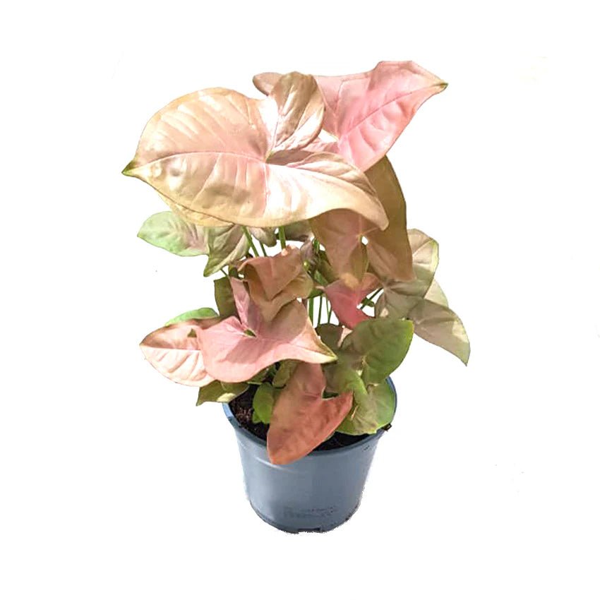 Pink Syngonium - Red Heart - The Green Room Flower Company