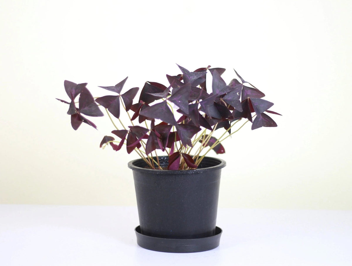 Purple Shamrock 'Oxalis Triangularis' – The Green Room Flower Company