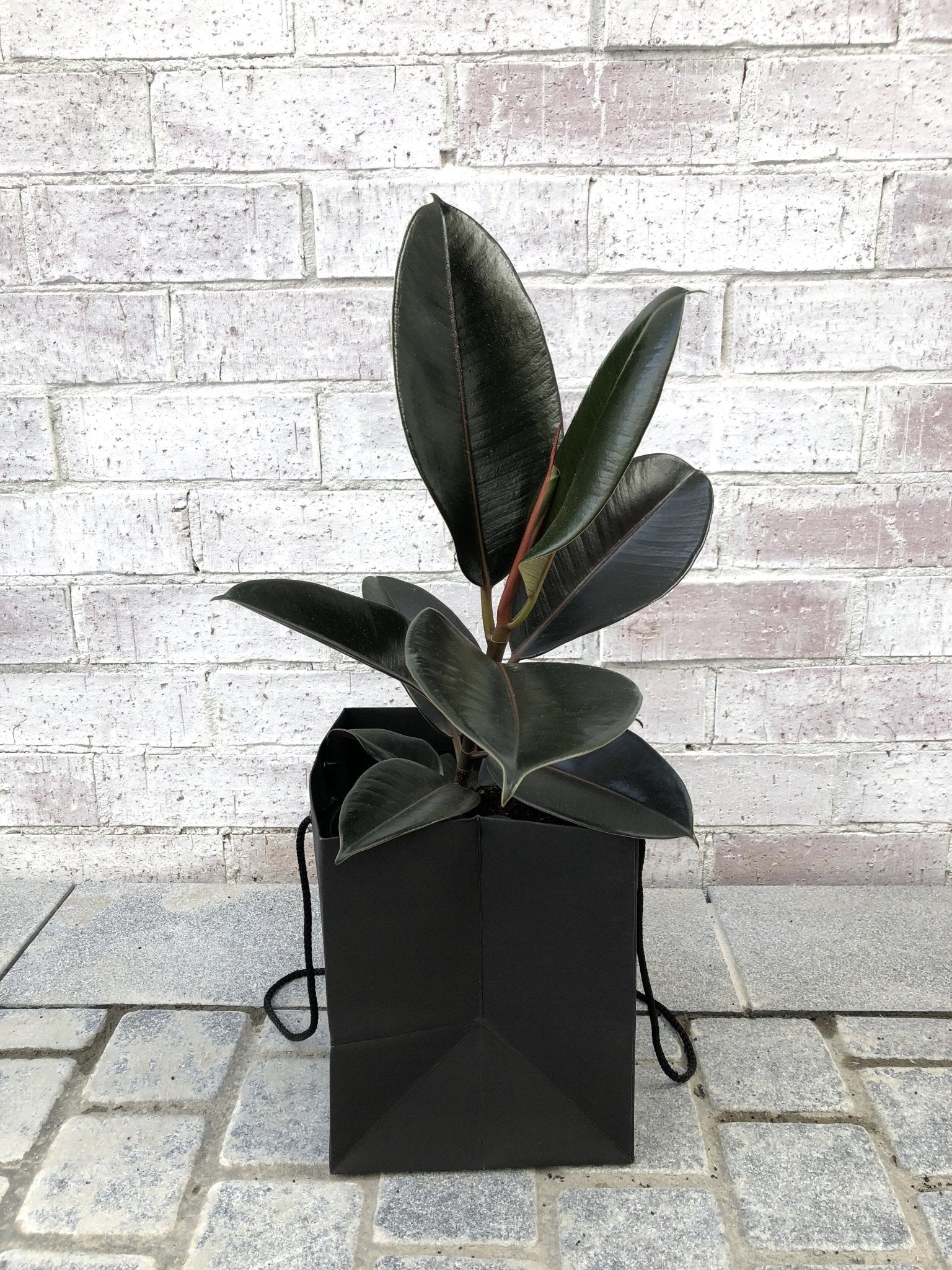 Rubber Tree - The Green Room Flower Company